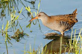 Water Rail