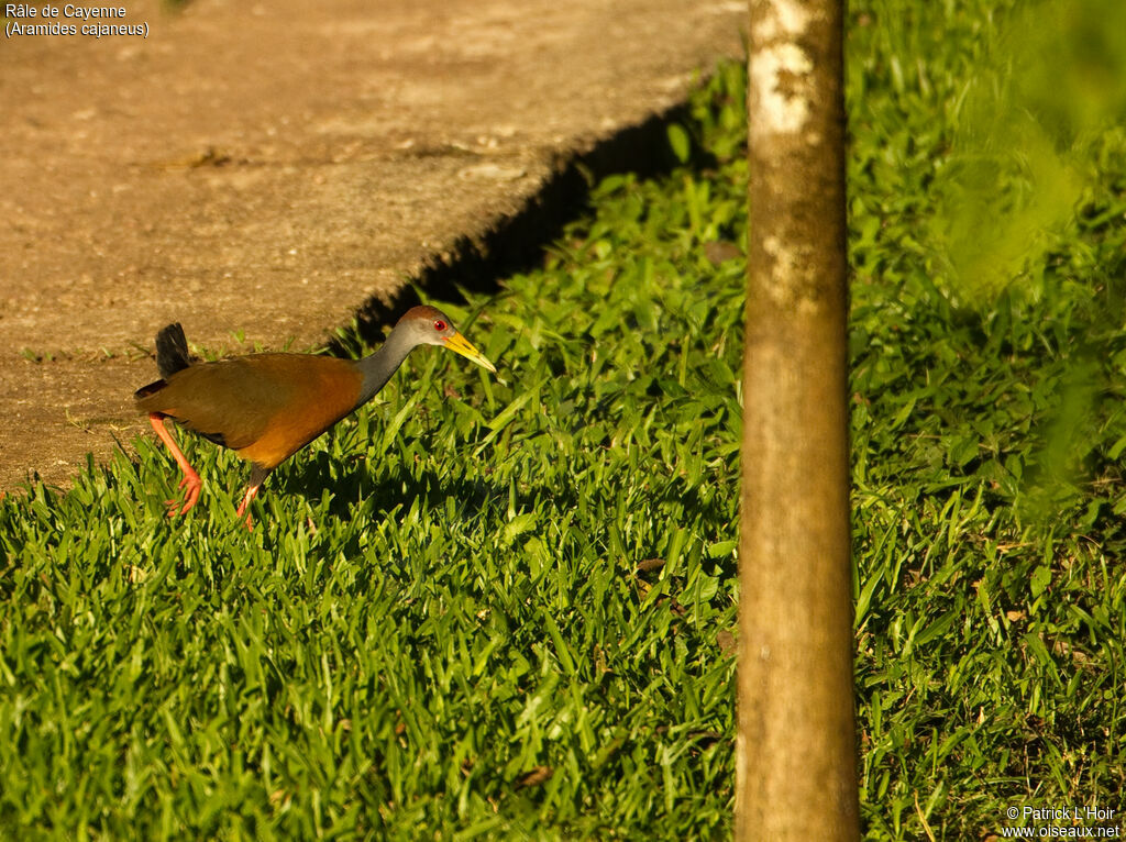 Grey-necked Wood Railadult