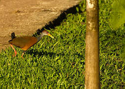 Grey-cowled Wood Rail