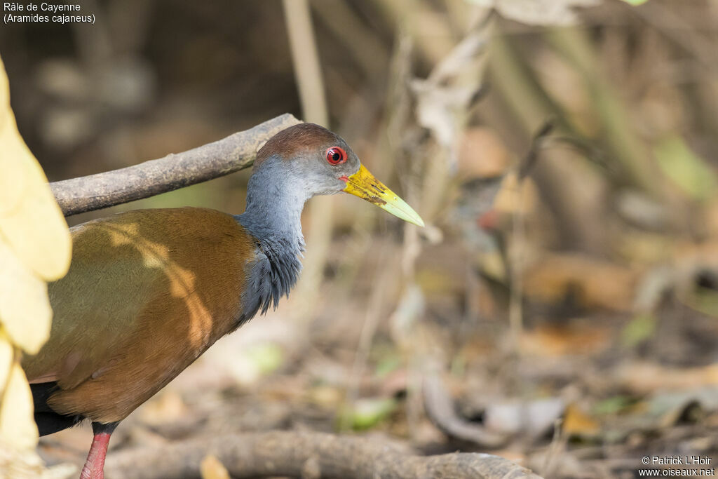 Grey-necked Wood Rail