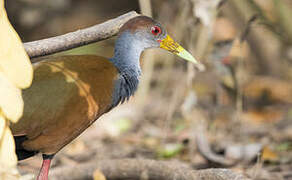 Grey-necked Wood Rail