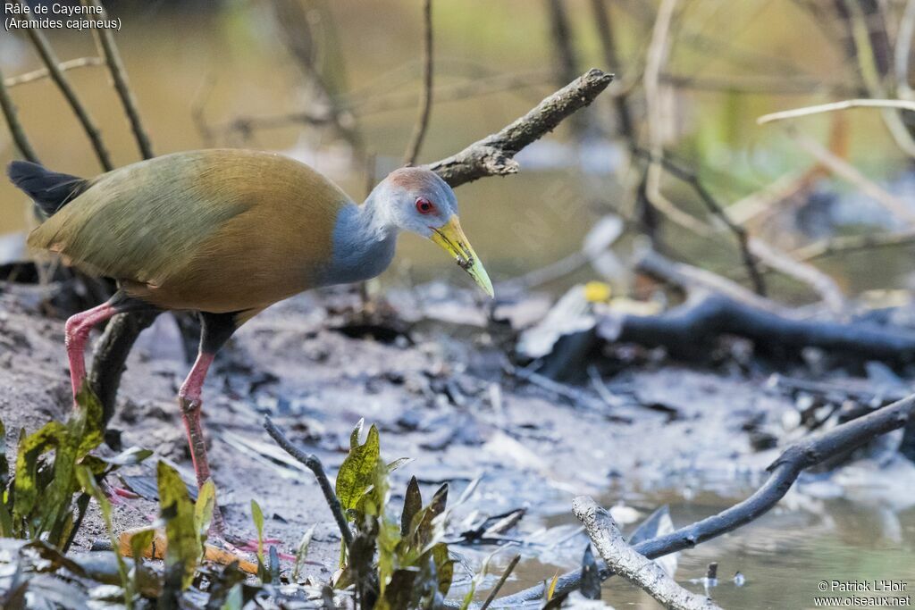 Grey-necked Wood Rail