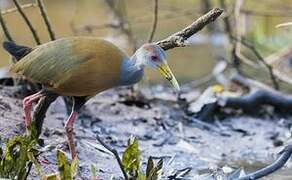 Grey-necked Wood Rail