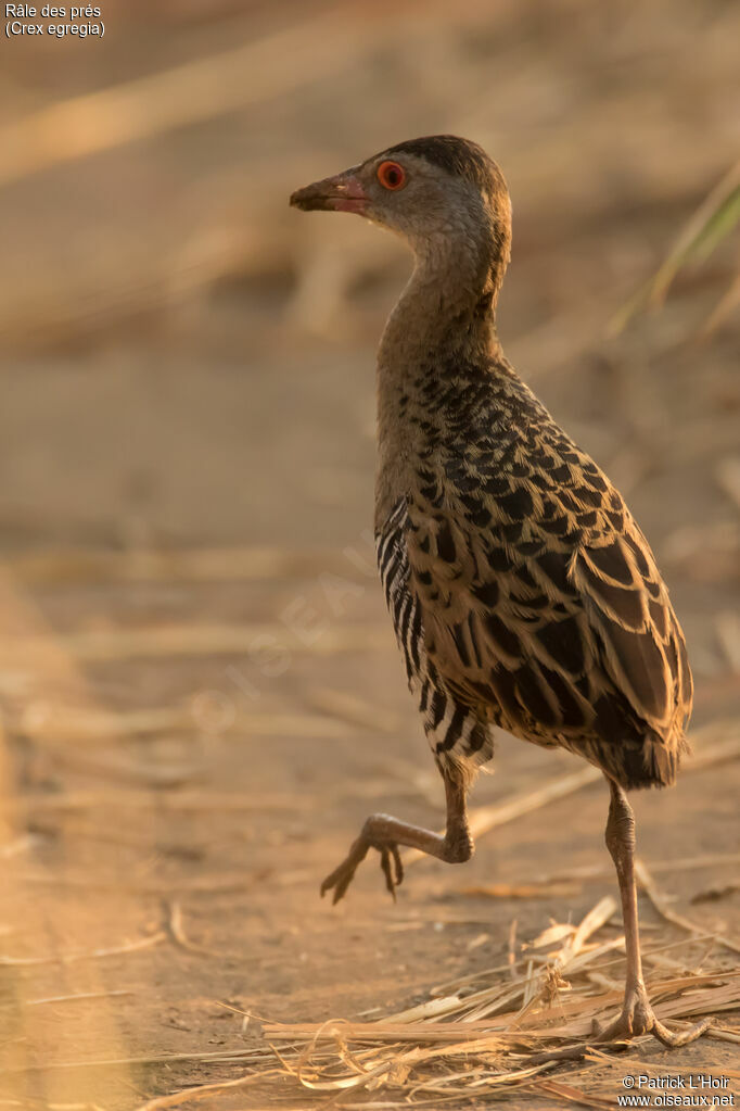 African Crake