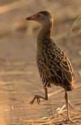 African Crake