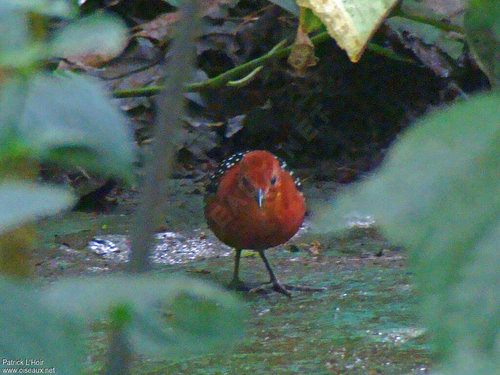 White-spotted Flufftail male adult, close-up portrait