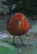 White-spotted Flufftail