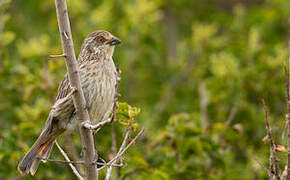 Rufous-tailed Plantcutter