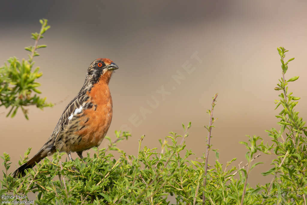 Rufous-tailed Plantcutter male immature, identification