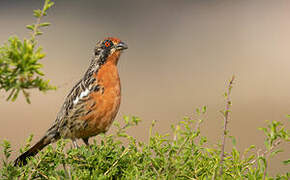 Rufous-tailed Plantcutter