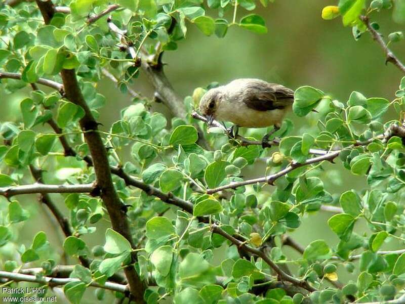 Grey Penduline Titadult, habitat, pigmentation, feeding habits, fishing/hunting