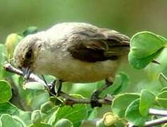 Grey Penduline Tit