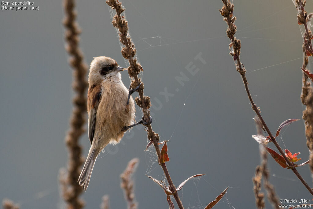 Eurasian Penduline Titadult