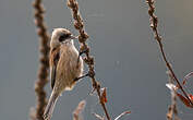 Rémiz penduline