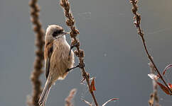 Rémiz penduline