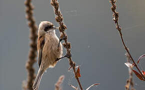 Eurasian Penduline Tit