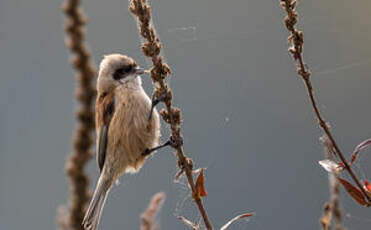 Rémiz penduline