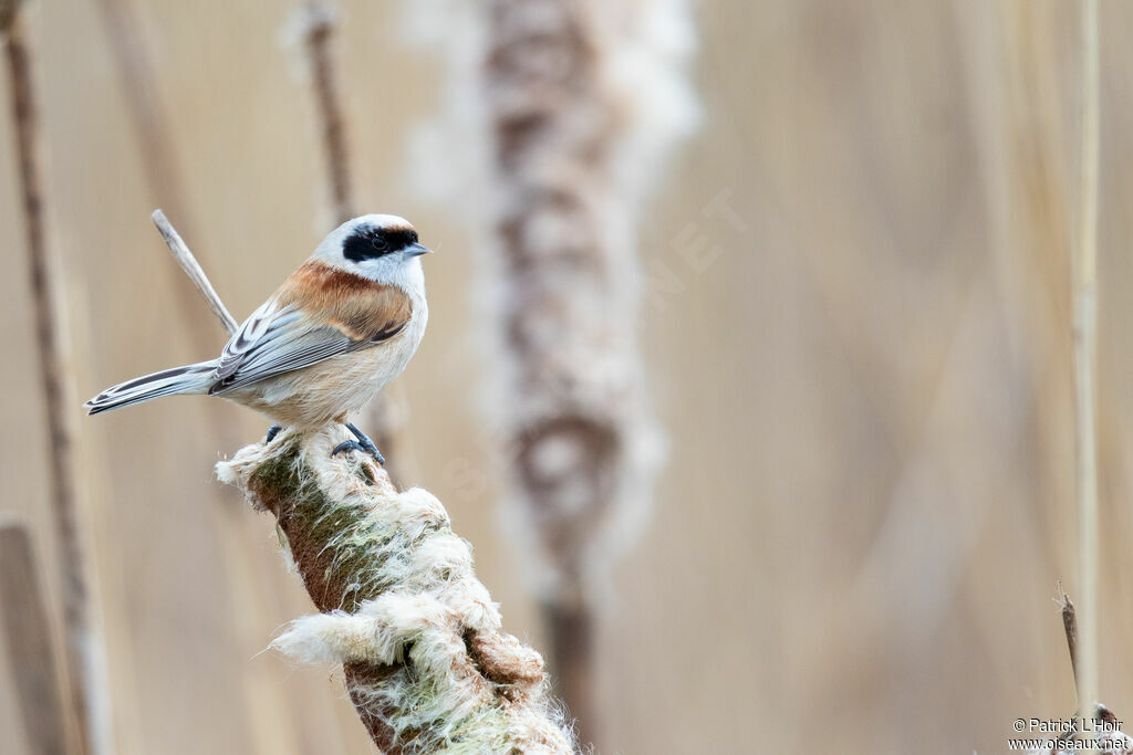 Rémiz penduline mâle