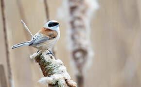 Eurasian Penduline Tit