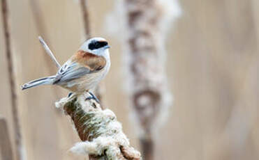 Rémiz penduline