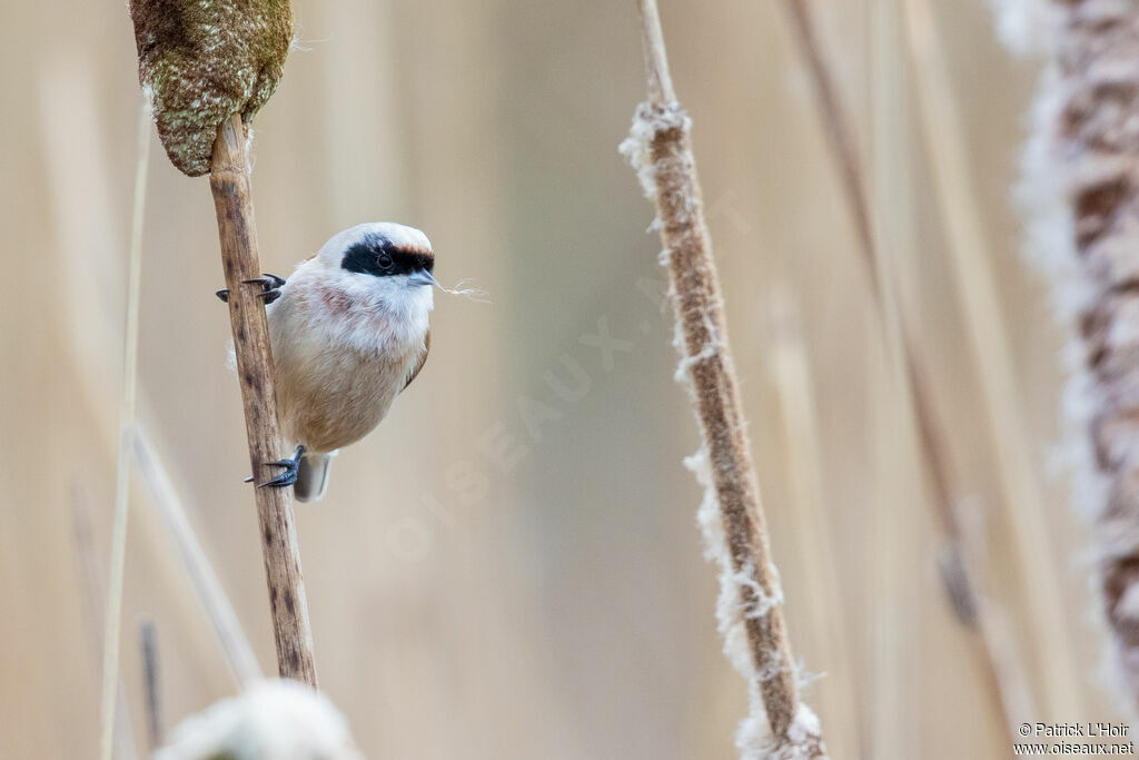 Rémiz penduline mâle