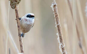 Eurasian Penduline Tit