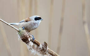 Eurasian Penduline Tit