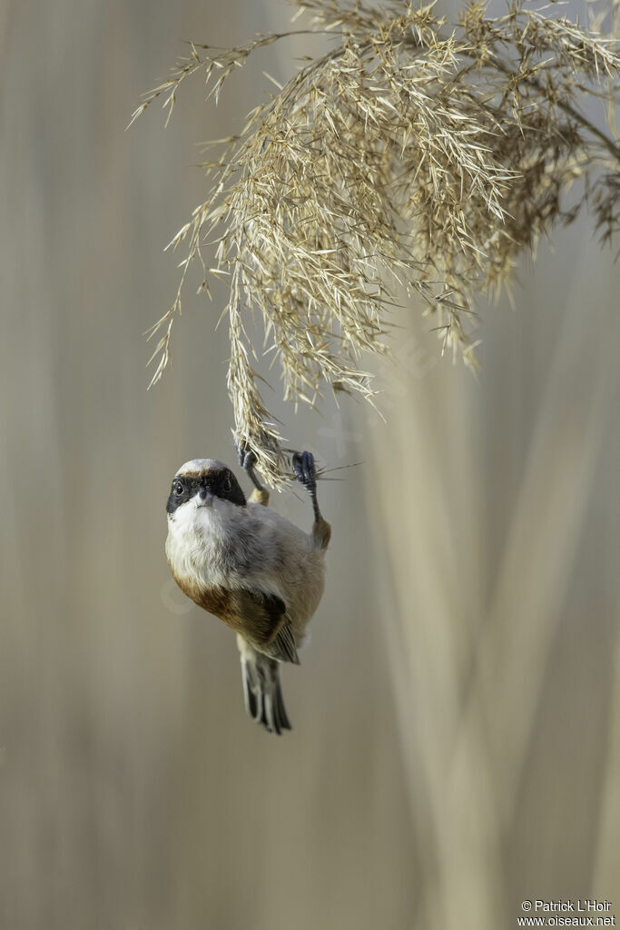 Eurasian Penduline Tit