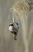 Eurasian Penduline Tit