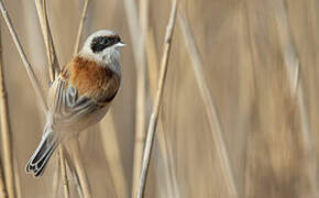 Eurasian Penduline Tit