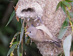 Rémiz penduline