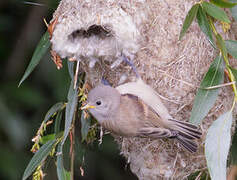 Rémiz penduline