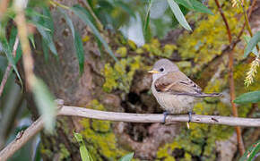 Rémiz penduline