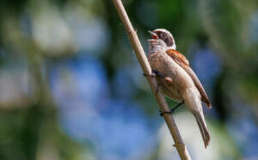 Rémiz penduline