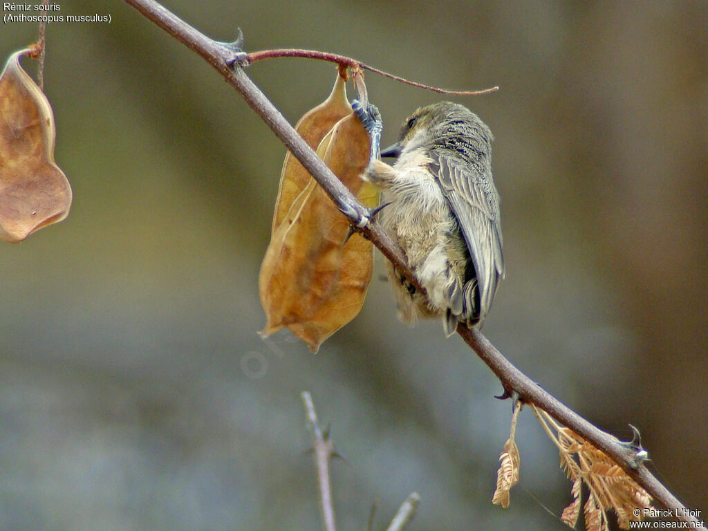 Mouse-colored Penduline Tit