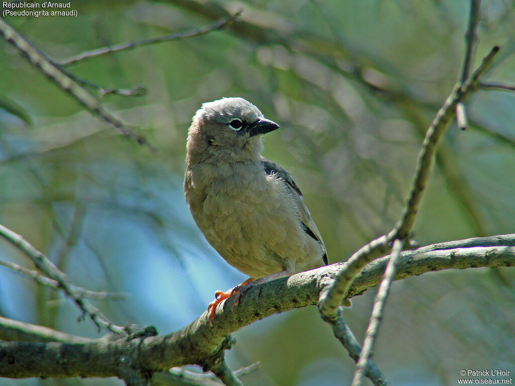 Grey-capped Social Weaver