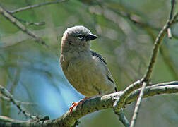 Grey-capped Social Weaver