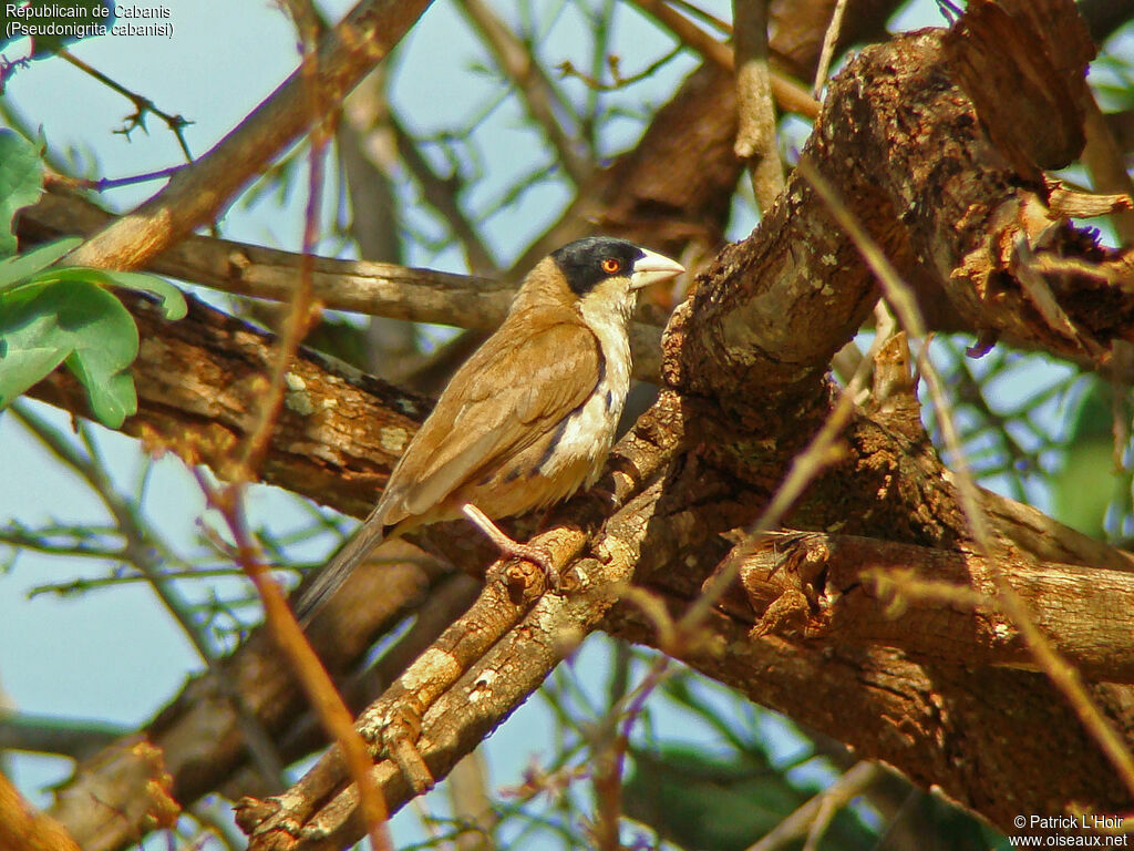 Black-capped Social Weaver