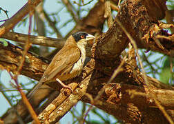 Black-capped Social Weaver