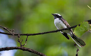 White-browed Fantail