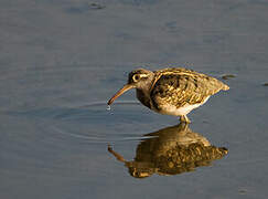 Greater Painted-snipe