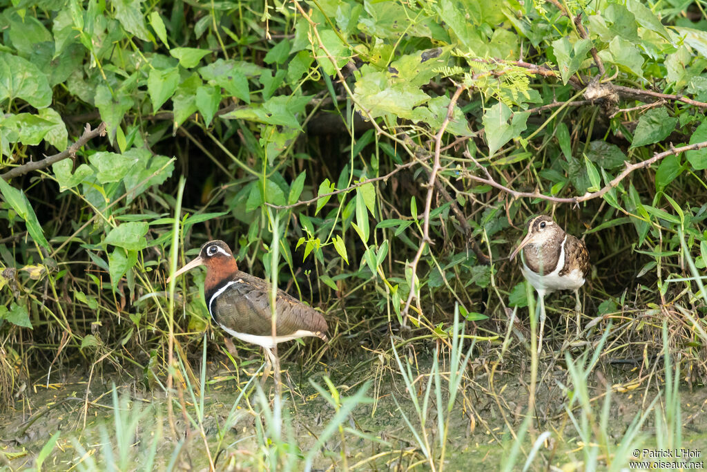 Greater Painted-snipeadult