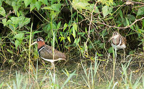 Greater Painted-snipe