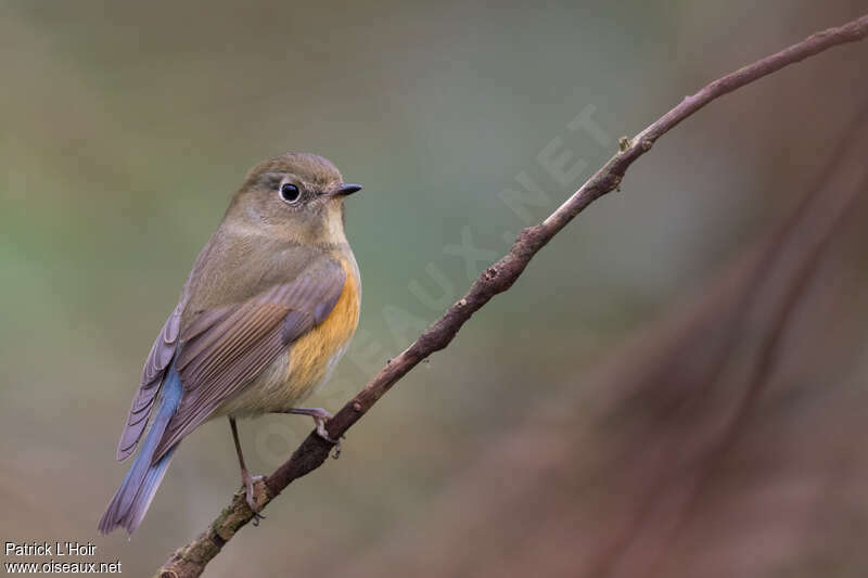 Robin à flancs roux femelle, identification