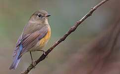 Robin à flancs roux