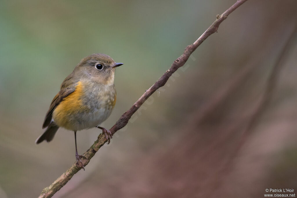 Robin à flancs roux1ère année, portrait