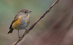 Robin à flancs roux