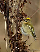 Goldcrest