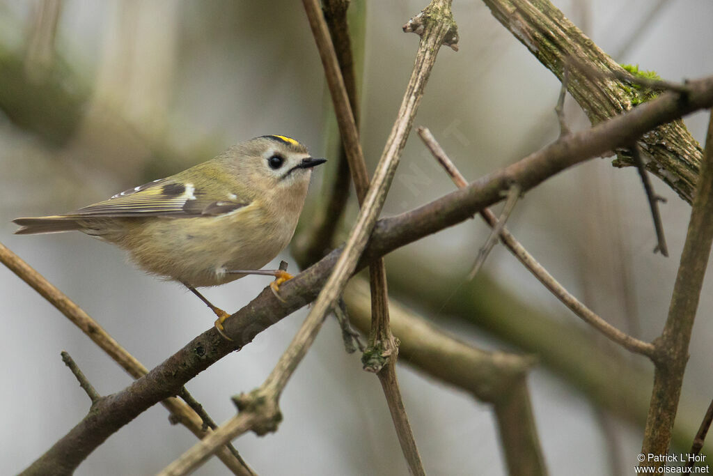 Goldcrest