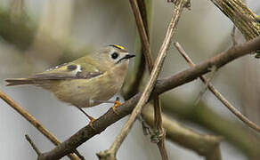 Goldcrest